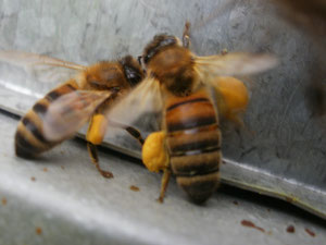 L'abeillevie