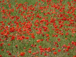 195-fleurs-2017-sortie-biocoop-011.webp
