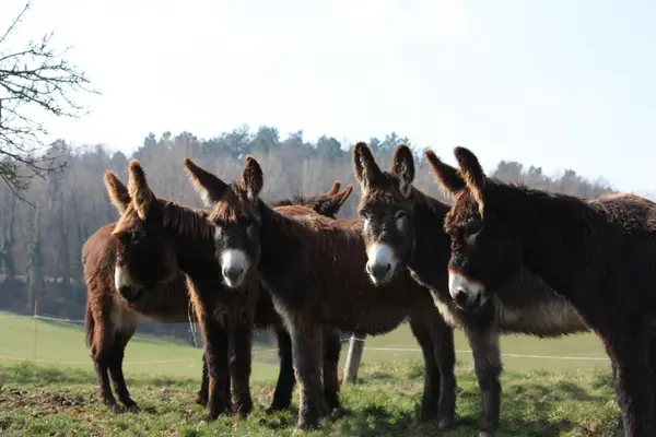 Les Anes d'Autan