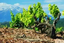 Domaine des Schistes