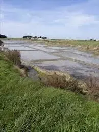 Graines Del Païs