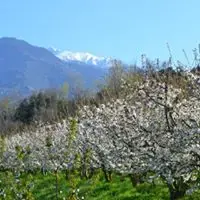 Les vergers du Mont Canigou