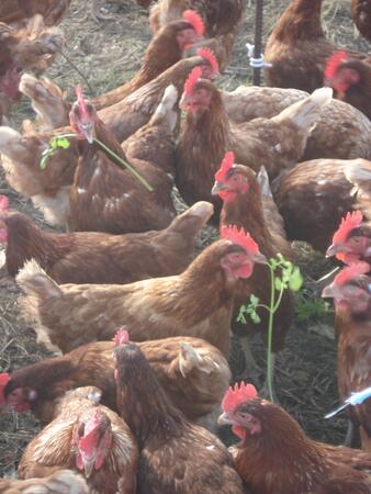 La ferme du Salet